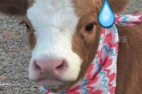 娱乐吃瓜酱忠犬,吃瓜酱的忠实伴侣